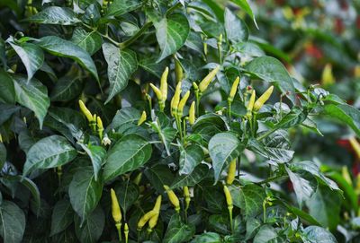 Close-up of fresh green chili plant in field
