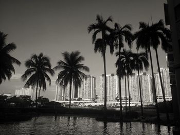 Palm trees by swimming pool against clear sky