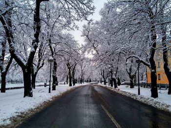 Empty road passing through bare trees