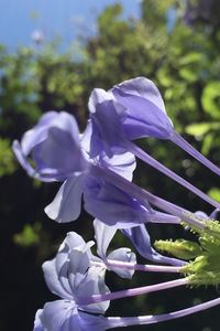 Close-up of purple flowers