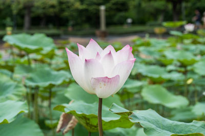 Close-up of water lily in pond