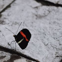 Close-up of insect