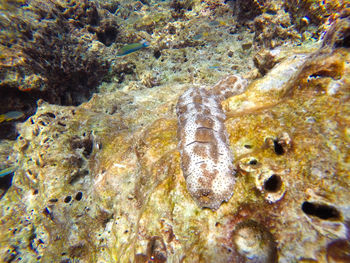 High angle view of coral swimming in sea