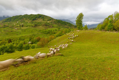 View of sheep on grassy field against sky