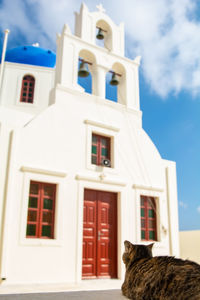 Cat looking at building against sky