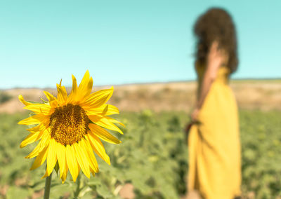 Close-up of sunflower on field against sky