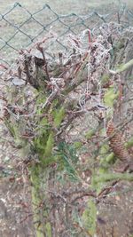 Close-up of plants