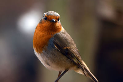 Close-up portrait of robin
