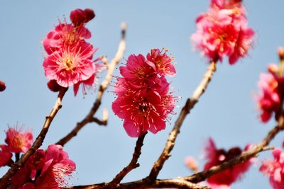 Close-up of pink cherry blossoms against sky