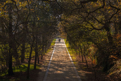 Walkway amidst trees