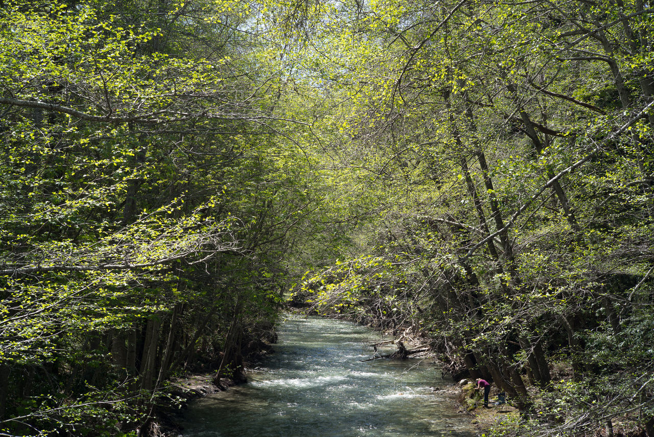 FOOTPATH AMIDST TREES