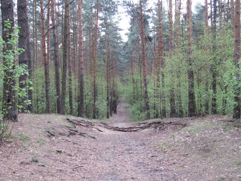 Trees in forest