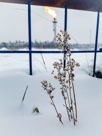 Close-up of snow covered plant on field