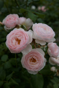 Close-up of pink roses