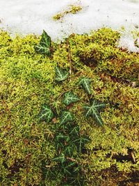 High angle view of grass and plants in water