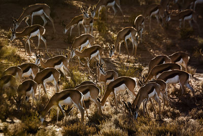 Herd of springbok grazing in backlit in kgalagari transfrontier park, south africa