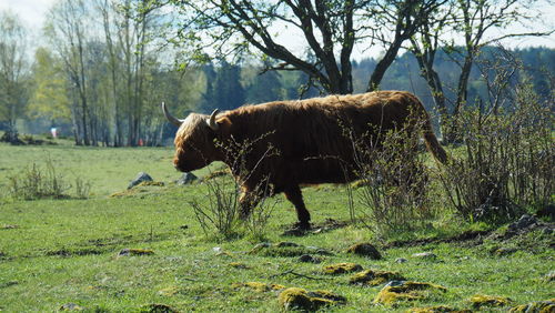 Horse standing in a field