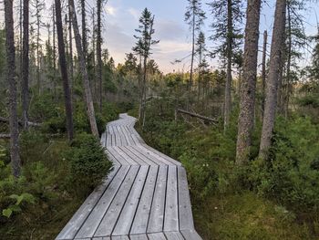 Footpath amidst trees in forest against sky