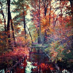 Scenic view of forest during autumn