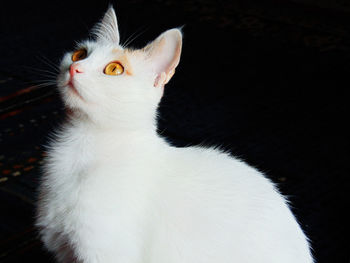 Close-up of white cat looking up in darkroom