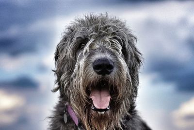 Close-up portrait of dog against sky