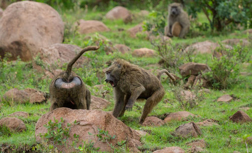 Olive baboons fighting on rocks