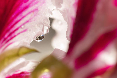 Close-up of wet pink flower