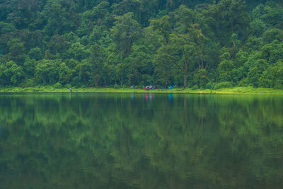 Scenic view of lake in forest