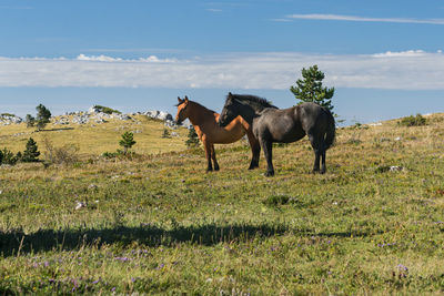 Horses on a field