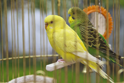 View of parrot in cage