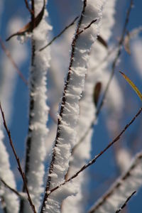 Close-up of frozen plant