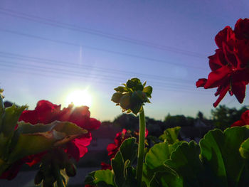 Close-up of red flowers blooming against sky