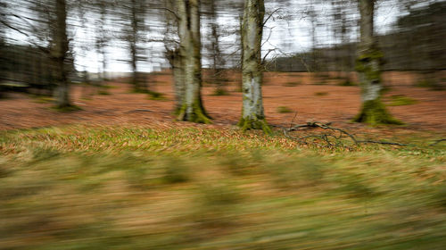 Trees in forest