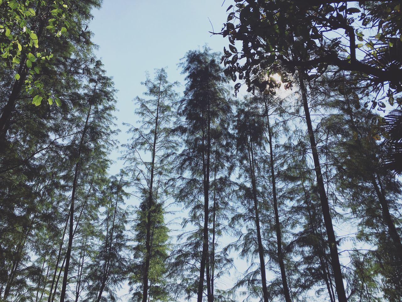 low angle view, tree, growth, tree trunk, scenics, tranquility, forest, branch, tranquil scene, beauty in nature, nature, clear sky, tall - high, tall, sky, woodland, day, green, outdoors, non-urban scene, blue, green color, tree canopy