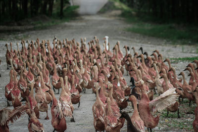 View of birds on field