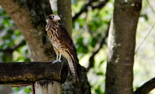 Close-up of owl perching on tree trunk