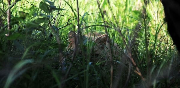 Close-up of mushrooms growing on field