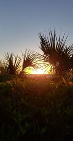 Grass growing on field against sky during sunset