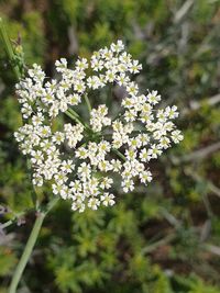 Close-up of white flowering plant