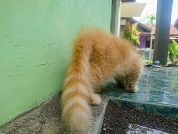 Close-up of a cat against wall