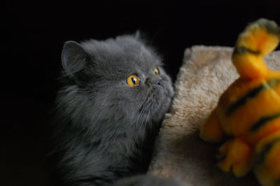 Close-up of a cat looking away