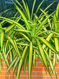 High angle view of palm tree