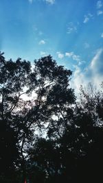 Low angle view of trees against blue sky