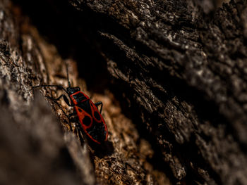 Close-up of insect on tree trunk