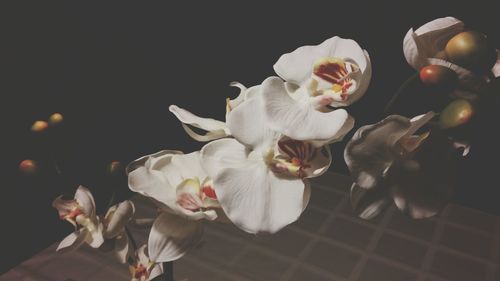 Close-up of white flowers