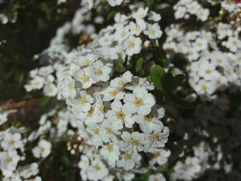 Close-up of white flowers