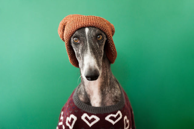 Close-up portrait of dog wearing sweater | ID: 130663930