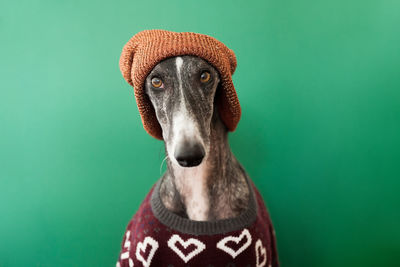 Close-up portrait of dog wearing sweater and knit hat against green background