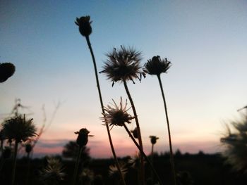 Close-up of silhouette thistle against sky during sunset