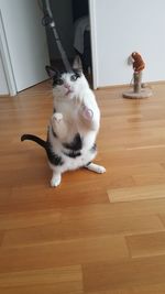 High angle view of cat on hardwood floor